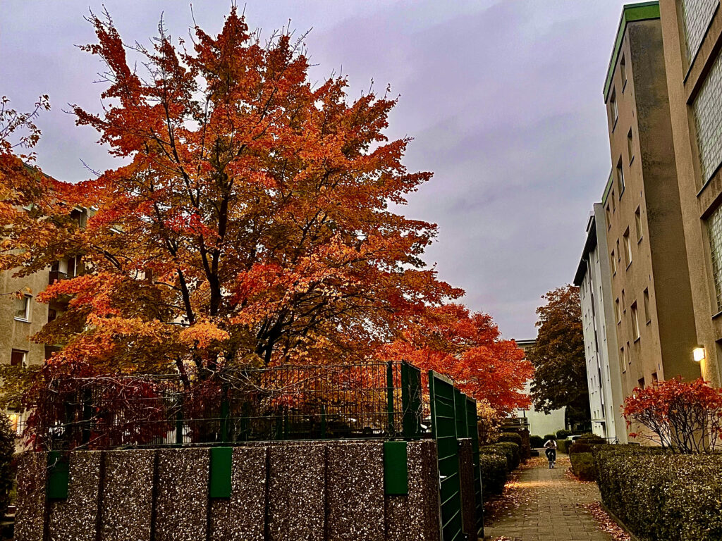 Wohnhaus mit Baum im Herbst
